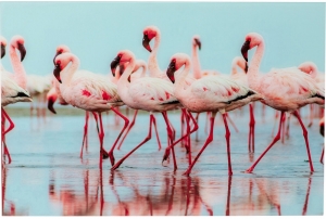 Картина Flamingo 120X80 CM