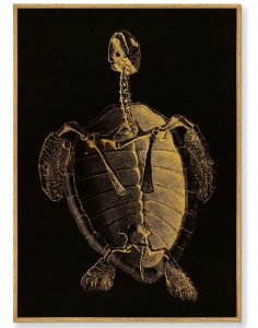 Постер на холсте Turtle Skeleton 75X105 CM