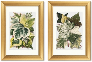 Диптих Various Ivy Leaves from The Ivy 51X71 / 51X71 CM